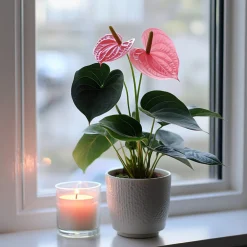 Plant In A Box Plantes Fleuries | - Langue de feu - anthurium 'sweet dream' - hauteur 35-45cm - ø12cm