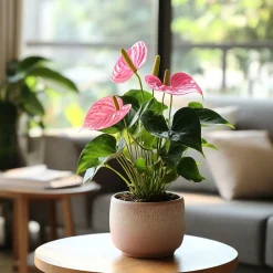 Plant In A Box Plantes Fleuries | - Langue de feu - anthurium 'sweet dream' - hauteur 35-45cm - ø12cm