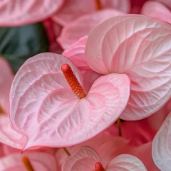 Plant In A Box Plantes Fleuries | - Langue de feu - anthurium 'sweet dream' - hauteur 35-45cm - ø12cm