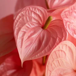 Plant In A Box Plantes Fleuries | - Langue de feu - anthurium 'sweet dream' - hauteur 35-45cm - ø12cm