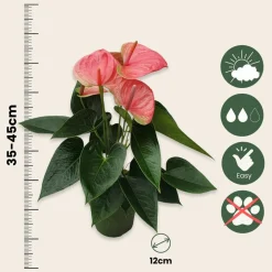 Plant In A Box Plantes Fleuries | - Langue de feu - anthurium 'sweet dream' - hauteur 35-45cm - ø12cm