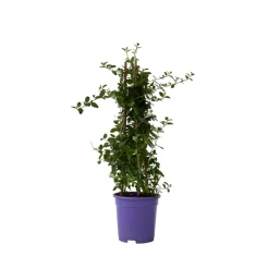 Plant In A Box - Lilas de californie - ceanothus thyrsiflorus repens - hauteur 60-70cm - ⌀17cm Outlet
