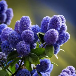 Plant In A Box - Lilas de californie - ceanothus thyrsiflorus repens - hauteur 60-70cm - ⌀17cm Outlet