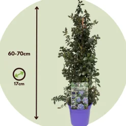 Plant In A Box - Lilas de californie - ceanothus thyrsiflorus repens - hauteur 60-70cm - ⌀17cm Outlet