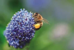 Plant In A Box - Lilas de californie - ceanothus thyrsiflorus repens - hauteur 60-70cm - ⌀17cm Outlet