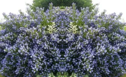 Plant In A Box - Lilas de californie - ceanothus thyrsiflorus repens - hauteur 60-70cm - ⌀17cm Outlet