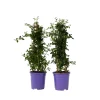 Plant In A Box - Lilas de californie - set de 2 - ceanothus repens - h60-70cm - ⌀17cm Sale