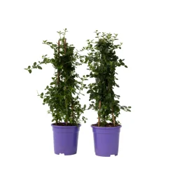 Plant In A Box - Lilas de californie - set de 2 - ceanothus repens - h60-70cm - ⌀17cm Sale