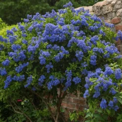 Plant In A Box - Lilas de californie - set de 2 - ceanothus repens - h60-70cm - ⌀17cm Sale