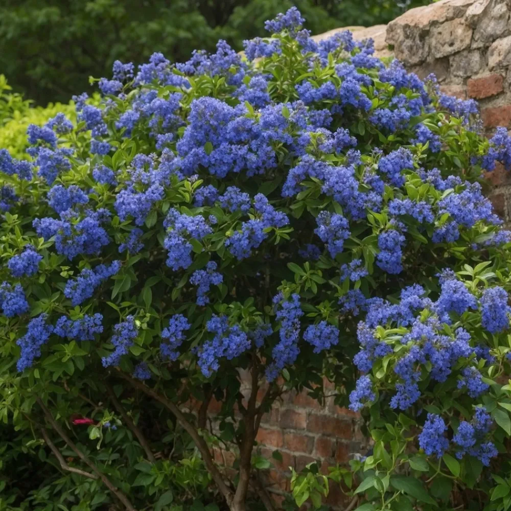 Plant In A Box - Lilas de californie - set de 2 - ceanothus repens - h60-70cm - ⌀17cm Sale