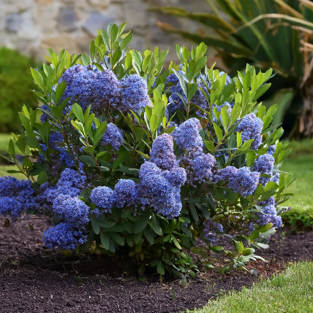 Plant In A Box - Lilas de californie - set de 2 - ceanothus repens - h60-70cm - ⌀17cm Sale