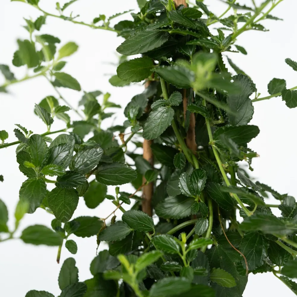 Plant In A Box - Lilas de californie - set de 2 - ceanothus repens - h60-70cm - ⌀17cm Sale