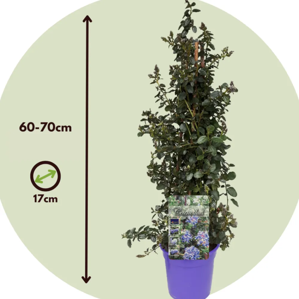 Plant In A Box - Lilas de californie - set de 2 - ceanothus repens - h60-70cm - ⌀17cm Sale