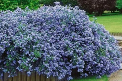 Plant In A Box - Lilas de californie - set de 2 - ceanothus repens - h60-70cm - ⌀17cm Sale