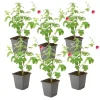 Plant In A Box - Mauve du cap - set de 6 - anisodontea capensis 'el rayo' - h25-40cm - ⌀9cm Hot