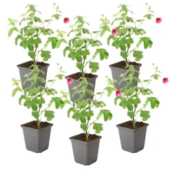 Plant In A Box - Mauve du cap - set de 6 - anisodontea capensis 'el rayo' - h25-40cm - ⌀9cm Hot