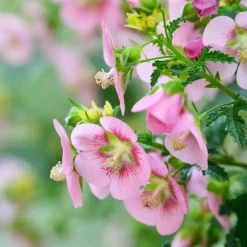 Plant In A Box - Mauve du cap - set de 6 - anisodontea capensis 'el rayo' - h25-40cm - ⌀9cm Hot