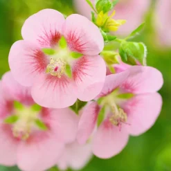 Plant In A Box - Mauve du cap - set de 6 - anisodontea capensis 'el rayo' - h25-40cm - ⌀9cm Hot