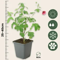 Plant In A Box - Mauve du cap - set de 6 - anisodontea capensis 'el rayo' - h25-40cm - ⌀9cm Hot