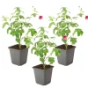 Plant In A Box - Mauve du cap - set de 3 - anisodontea capensis 'el rayo' - h25-40cm - ⌀9cm Clearance