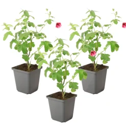 Plant In A Box - Mauve du cap - set de 3 - anisodontea capensis 'el rayo' - h25-40cm - ⌀9cm Clearance