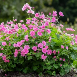 Plant In A Box - Mauve du cap - set de 3 - anisodontea capensis 'el rayo' - h25-40cm - ⌀9cm Clearance