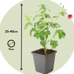 Plant In A Box - Mauve du cap - set de 3 - anisodontea capensis 'el rayo' - h25-40cm - ⌀9cm Clearance