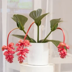 Plant In A Box Plantes Fleuries | - Medinille magnifique - medinilla magnifica - hauteur 40-50cm - ⌀17cm
