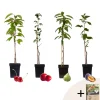 Plant In A Box - Mélange d'arbres fruitiers - set de 4 - malus, pryus, prunus - h60-70cm - ⌀9cm Discount