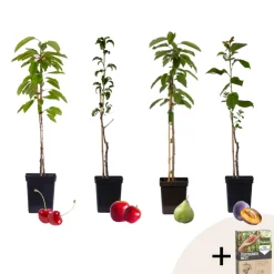 Plant In A Box - Mélange d'arbres fruitiers - set de 4 - malus, pryus, prunus - h60-70cm - ⌀9cm Discount