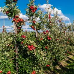 Plant In A Box - Mélange d'arbres fruitiers - set de 4 - malus, pryus, prunus - h60-70cm - ⌀9cm Discount