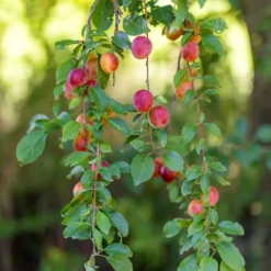 Plant In A Box - Mélange d'arbres fruitiers - set de 4 - malus, pryus, prunus - h60-70cm - ⌀9cm Discount
