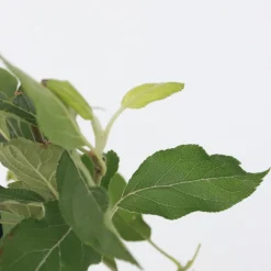 Plant In A Box - Mélange d'arbres fruitiers - set de 4 - malus, pryus, prunus - h60-70cm - ⌀9cm Discount