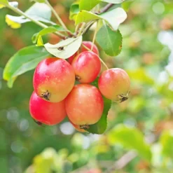 Plant In A Box - Mélange d'arbres fruitiers - set de 4 - malus, pryus, prunus - h60-70cm - ⌀9cm Discount