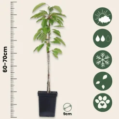 Plant In A Box - Mélange d'arbres fruitiers - set de 4 - malus, pryus, prunus - h60-70cm - ⌀9cm Discount