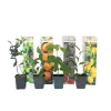 Plant In A Box Fruitiers Et Agrumes | - Mélange d'arbres fruitiers - set de 8 - malus, pryus, prunus - h60-70cm - ⌀9cm