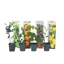 Plant In A Box Fruitiers Et Agrumes | - Mélange d'arbres fruitiers - set de 8 - malus, pryus, prunus - h60-70cm - ⌀9cm