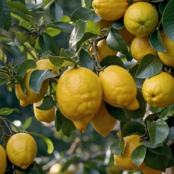 Plant In A Box Fruitiers Et Agrumes | - Mélange d'arbres fruitiers - set de 8 - malus, pryus, prunus - h60-70cm - ⌀9cm
