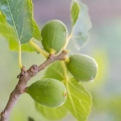 Plant In A Box Fruitiers Et Agrumes | - Mélange d'arbres fruitiers - set de 8 - malus, pryus, prunus - h60-70cm - ⌀9cm