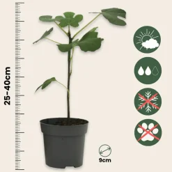 Plant In A Box Fruitiers Et Agrumes | - Mélange d'arbres fruitiers - set de 8 - malus, pryus, prunus - h60-70cm - ⌀9cm