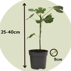 Plant In A Box Fruitiers Et Agrumes | - Mélange d'arbres fruitiers - set de 8 - malus, pryus, prunus - h60-70cm - ⌀9cm