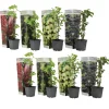 Plant In A Box Fruitiers Et Agrumes | - Mélange de baies - set de 8 - rubus, rubrum, uva, fructosus - h25-40cm - ⌀9cm