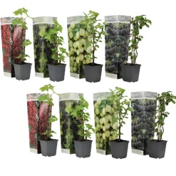 Plant In A Box Fruitiers Et Agrumes | - Mélange de baies - set de 8 - rubus, rubrum, uva, fructosus - h25-40cm - ⌀9cm