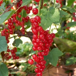Plant In A Box Fruitiers Et Agrumes | - Mélange de baies - set de 8 - rubus, rubrum, uva, fructosus - h25-40cm - ⌀9cm