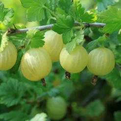 Plant In A Box Fruitiers Et Agrumes | - Mélange de baies - set de 8 - rubus, rubrum, uva, fructosus - h25-40cm - ⌀9cm