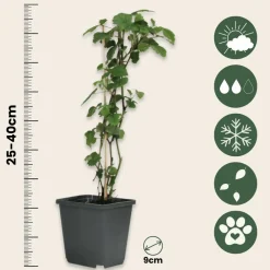 Plant In A Box Fruitiers Et Agrumes | - Mélange de baies - set de 8 - rubus, rubrum, uva, fructosus - h25-40cm - ⌀9cm