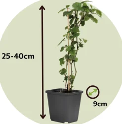 Plant In A Box Fruitiers Et Agrumes | - Mélange de baies - set de 8 - rubus, rubrum, uva, fructosus - h25-40cm - ⌀9cm