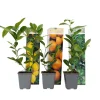 Plant In A Box Fruitiers Et Agrumes | - Mélange de citrons - set de 3 - citrus limon - hauteur 25-40cm - ⌀9cm