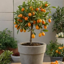 Plant In A Box Fruitiers Et Agrumes | - Mélange de citrons - set de 3 - citrus limon - hauteur 25-40cm - ⌀9cm
