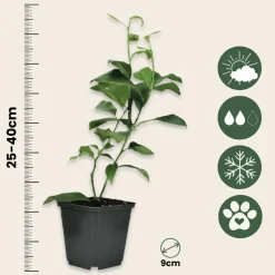 Plant In A Box Fruitiers Et Agrumes | - Mélange de citrons - set de 3 - citrus limon - hauteur 25-40cm - ⌀9cm